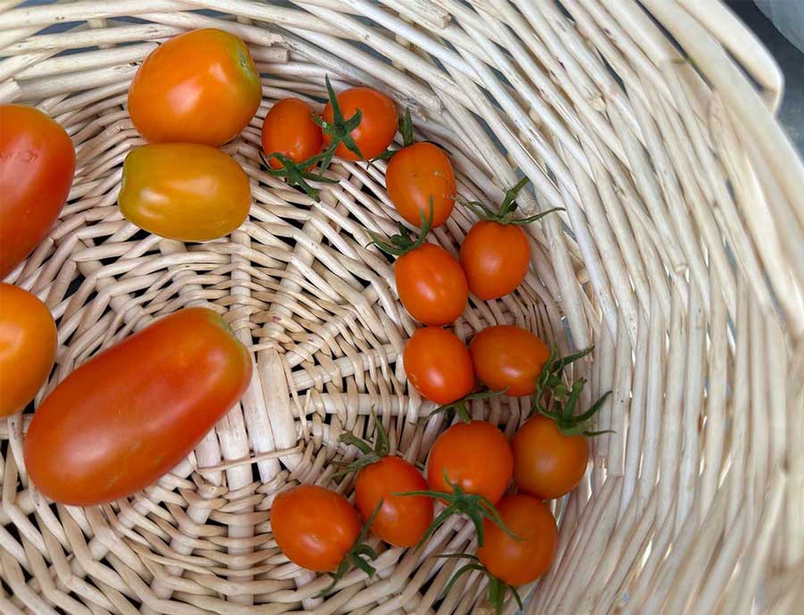 個性が出ます、ミニトマト