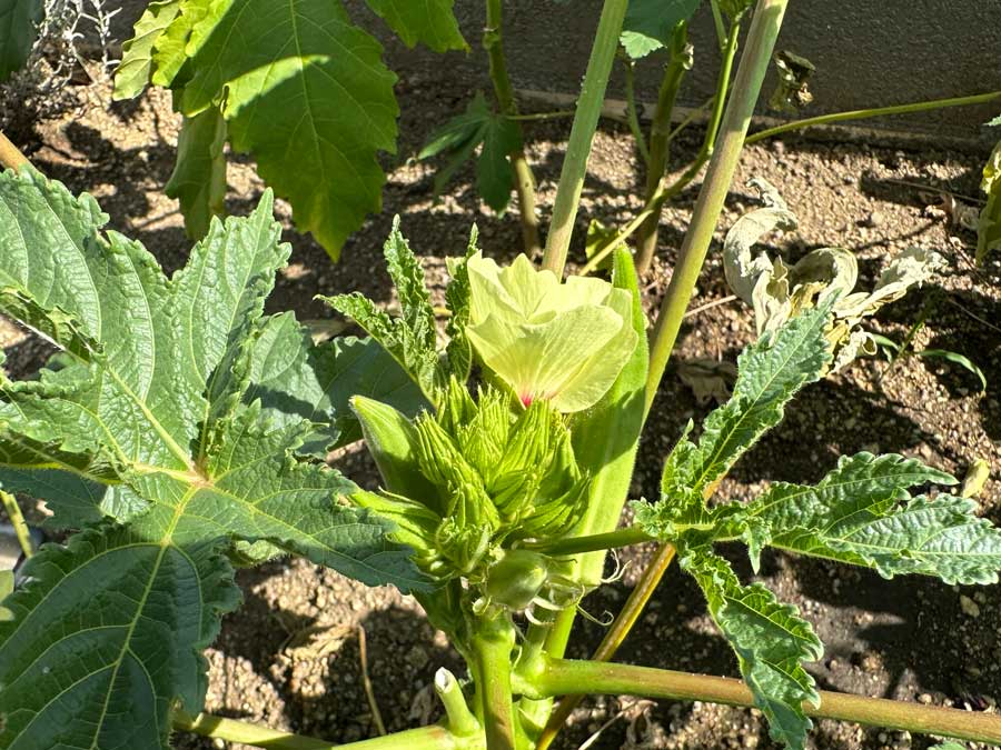 オクラの実が見つけにくい件