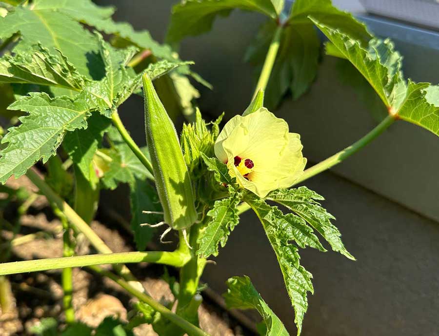 オクラうんちく語ります