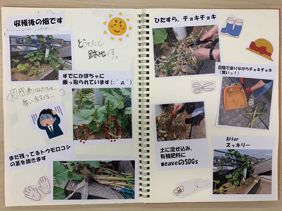 トウモロコシ、収穫後の畑は・・・