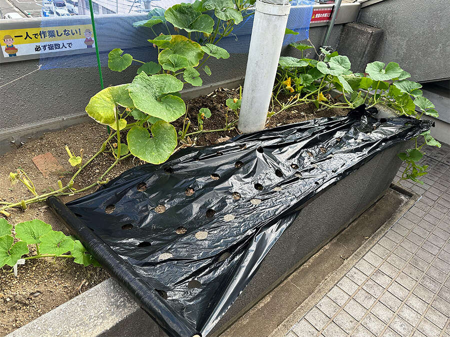 過保護に育ててます