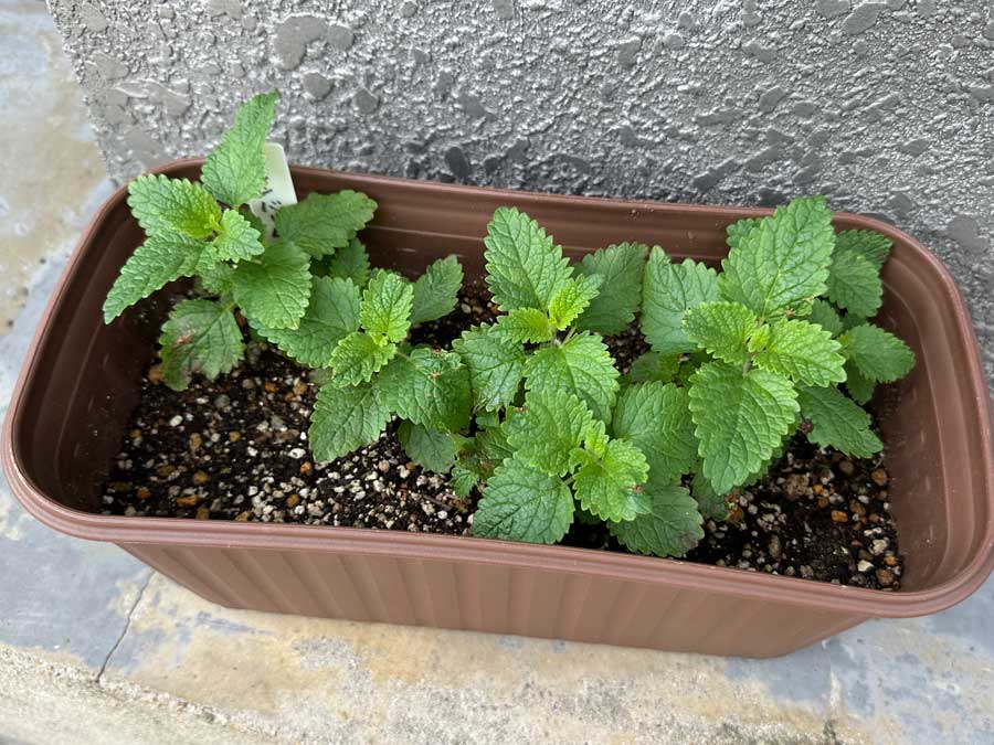 ハーブは強いゾ