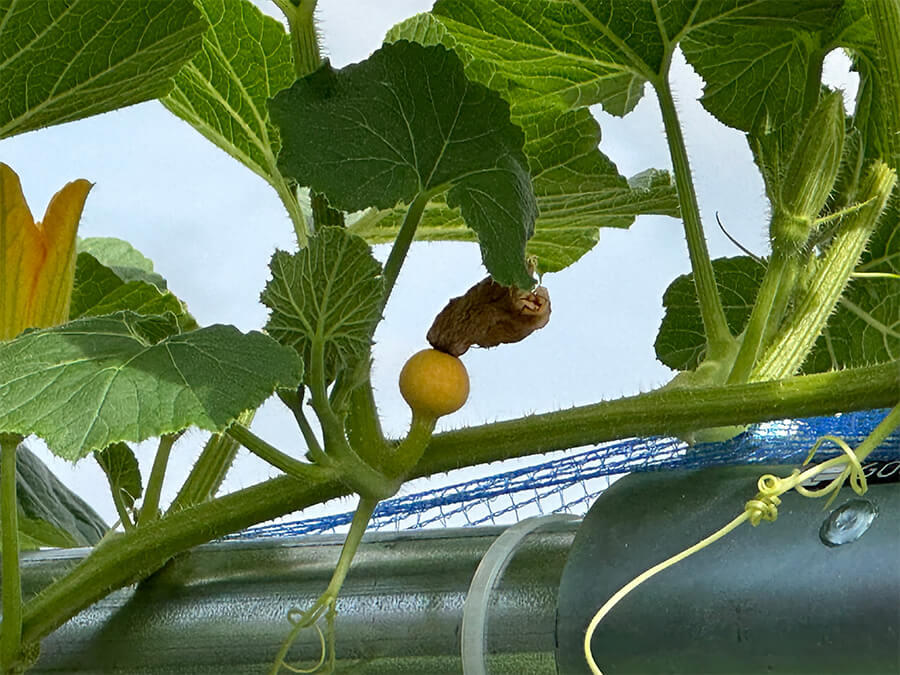 定点観測をしようと思っていたら・・・