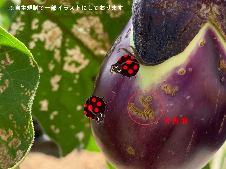 虫の被害が拡大！！