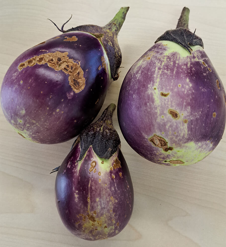 虫食いナスを調理してみた件