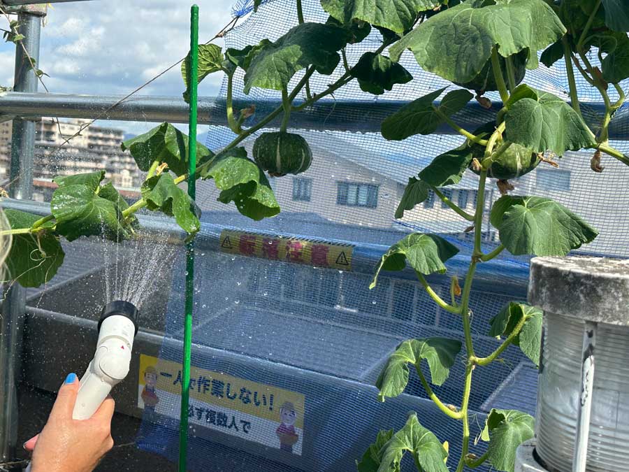 ナスに続き、カボチャにも