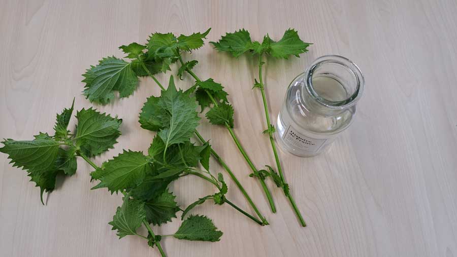 シソの株分け～オフィス菜園から家庭菜園にお引越し～