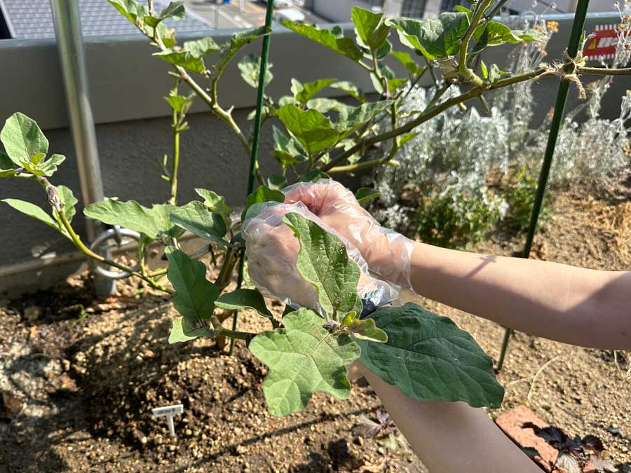 虫取り（楽しくないver.）