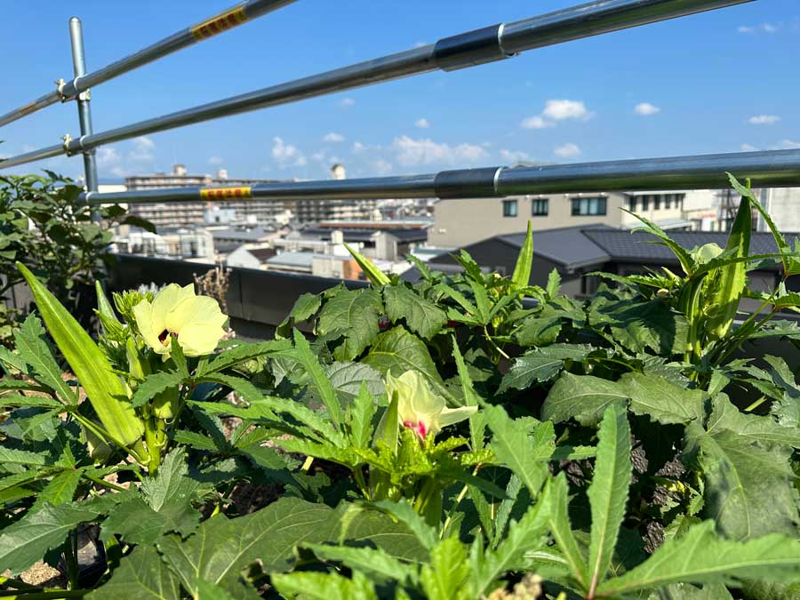 月曜日のオクラは・・・