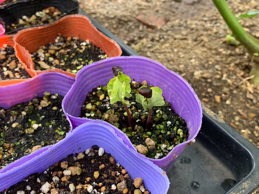 朝顔のふたばが芽を出しました