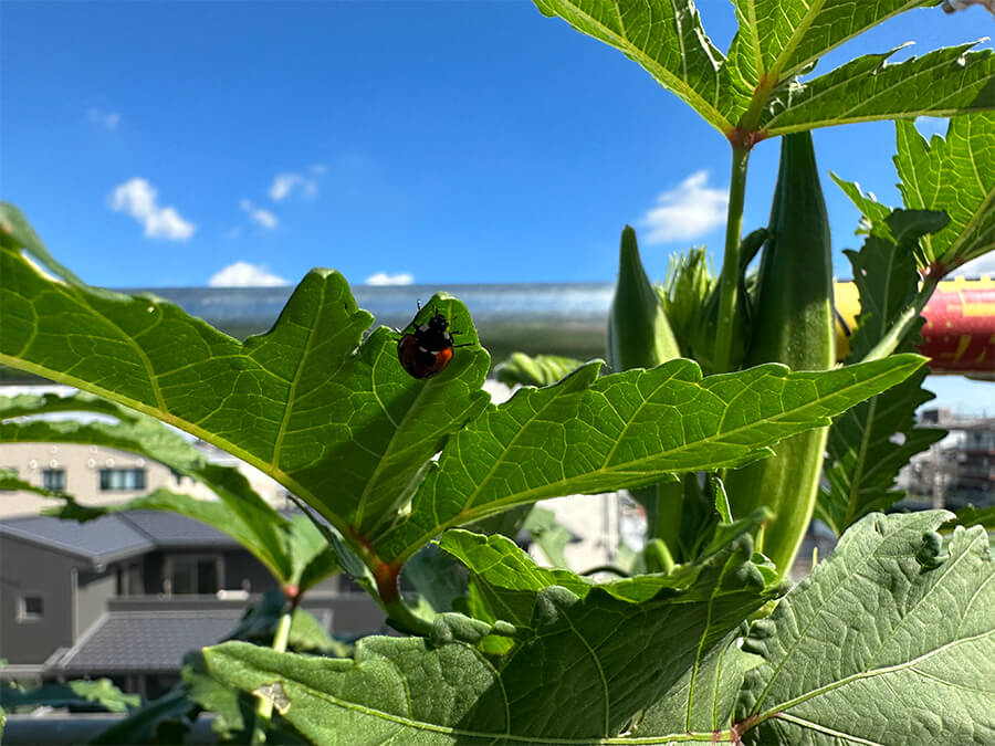 葉の裏にしっかりしがみついてます！