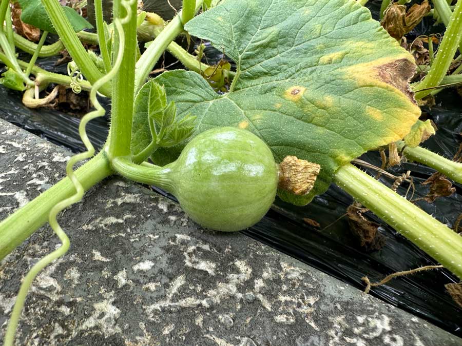 かぼちゃの実がたくさん