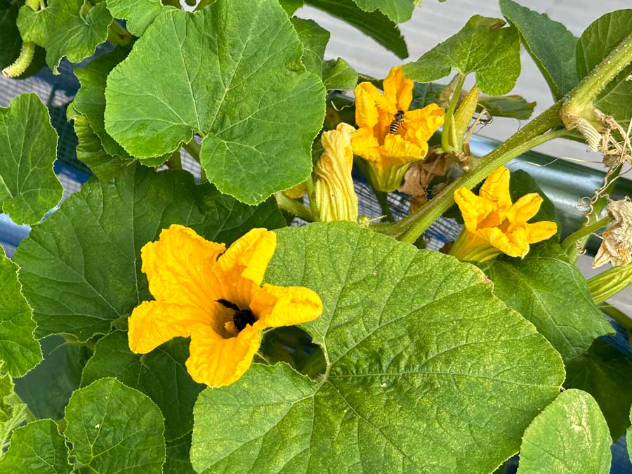 蜜を集めに・・・