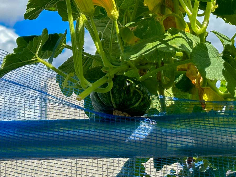 かぼちゃができそうだけど