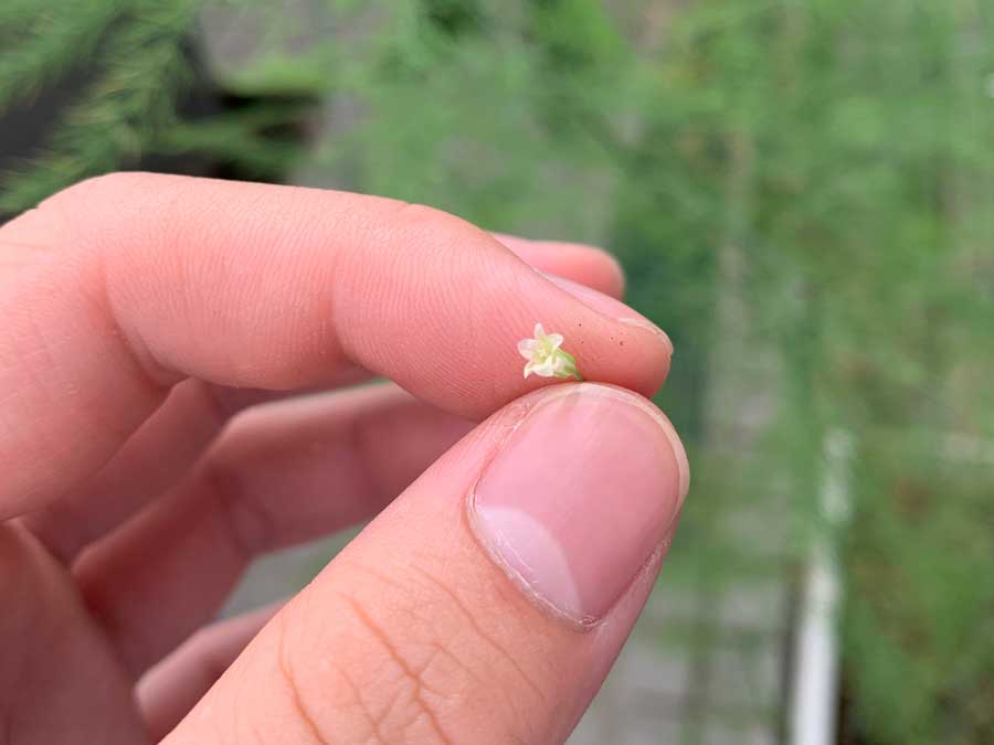 何の花でしょうか？