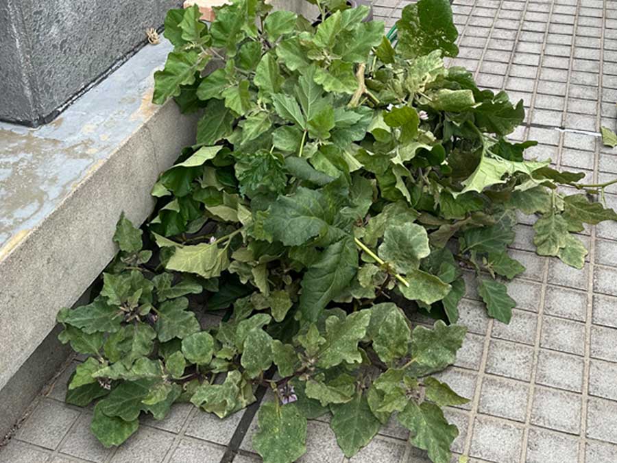 秋ナスへの道は遠い・・・