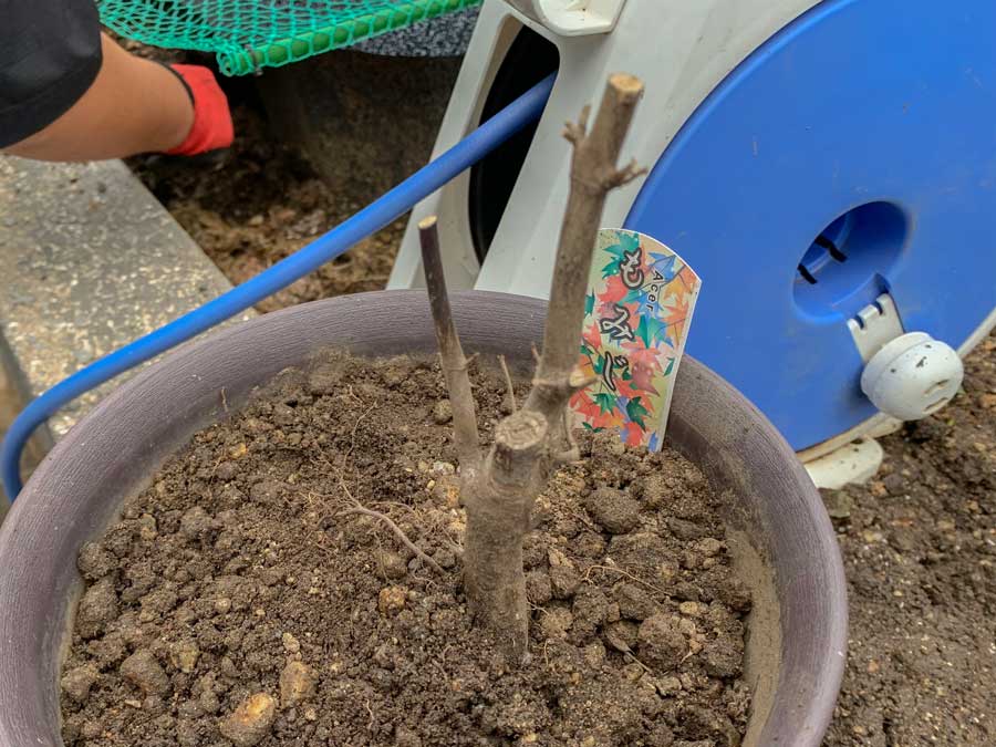 もみじ、再生計画