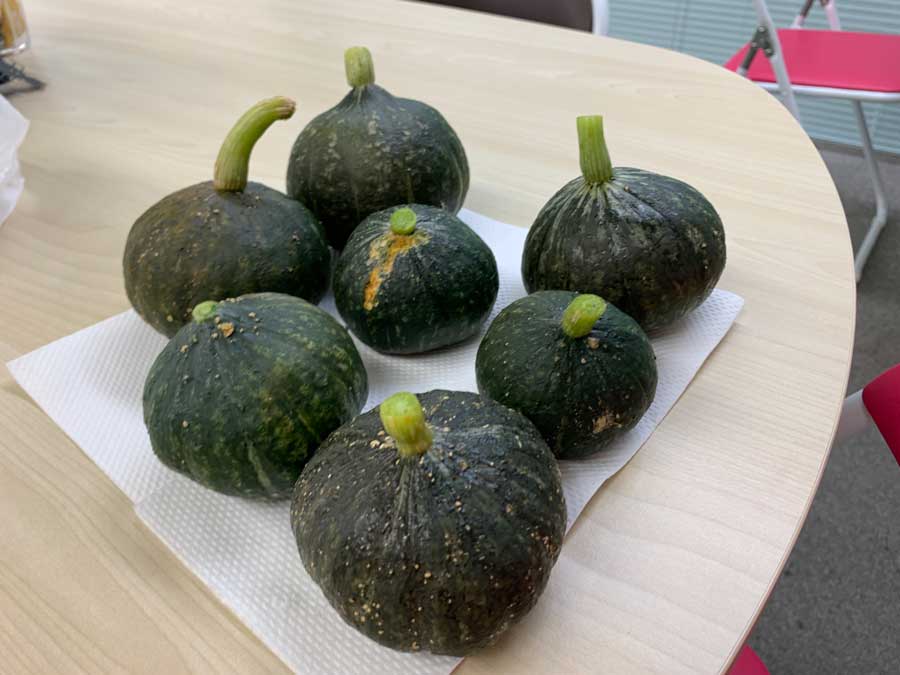 ミニかぼちゃ 最後の収穫