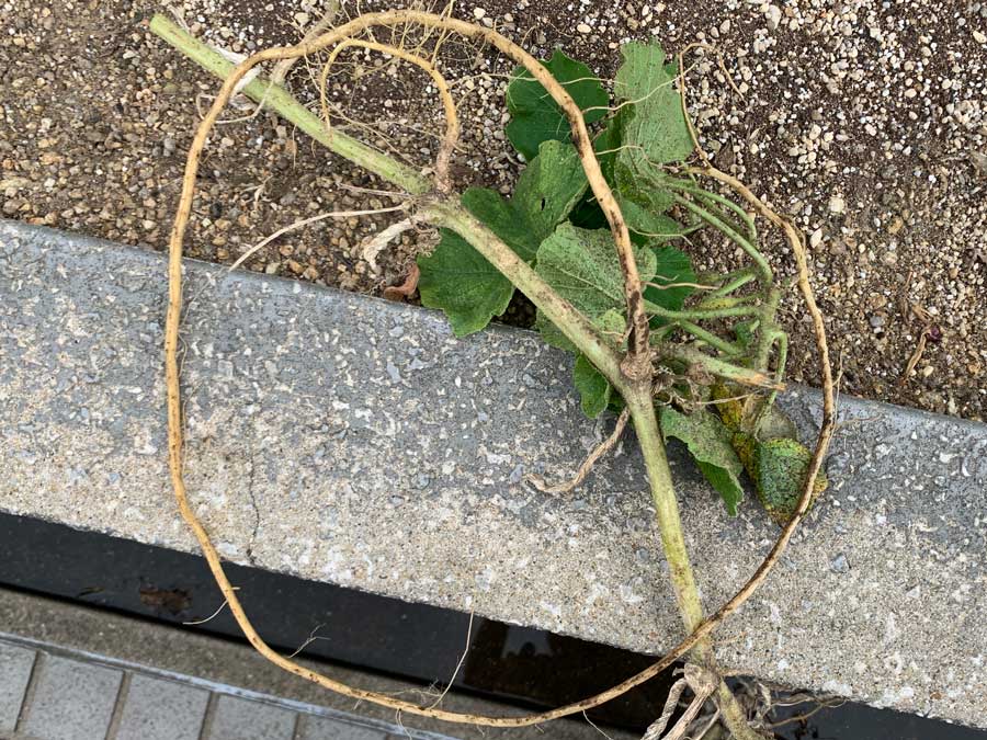 ミニかぼちゃ 最後の収穫