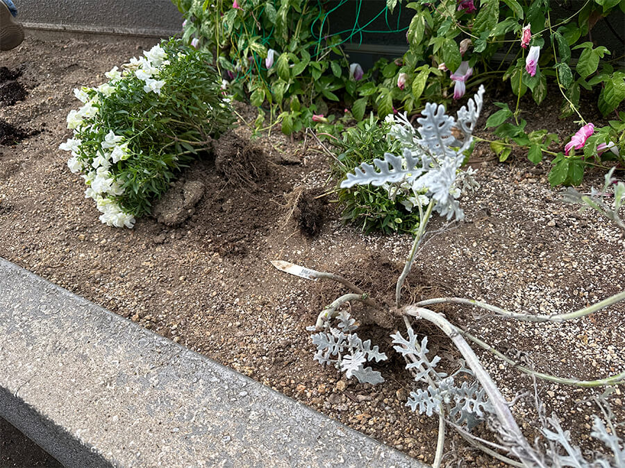 お花、お引越し