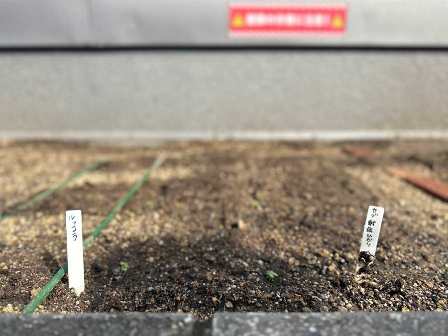 花壇跡地に蒔いたのは・・・