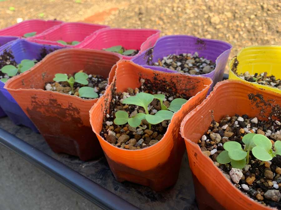 白菜、育苗中（第2弾）