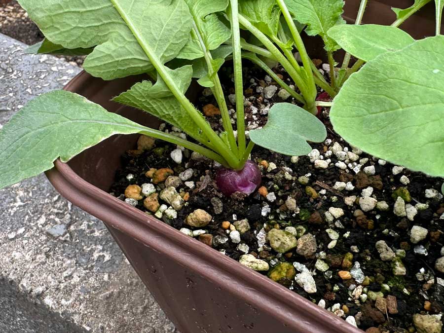 ラディッシュは名前の通りなのか・・・？