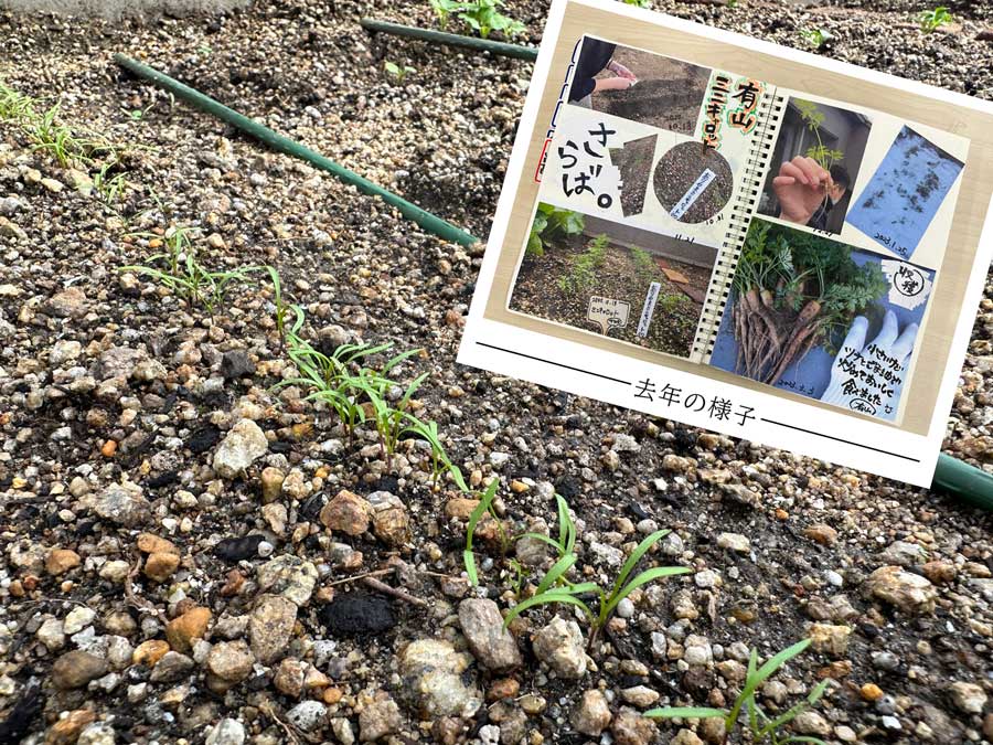 キャロットが芽を出したっ