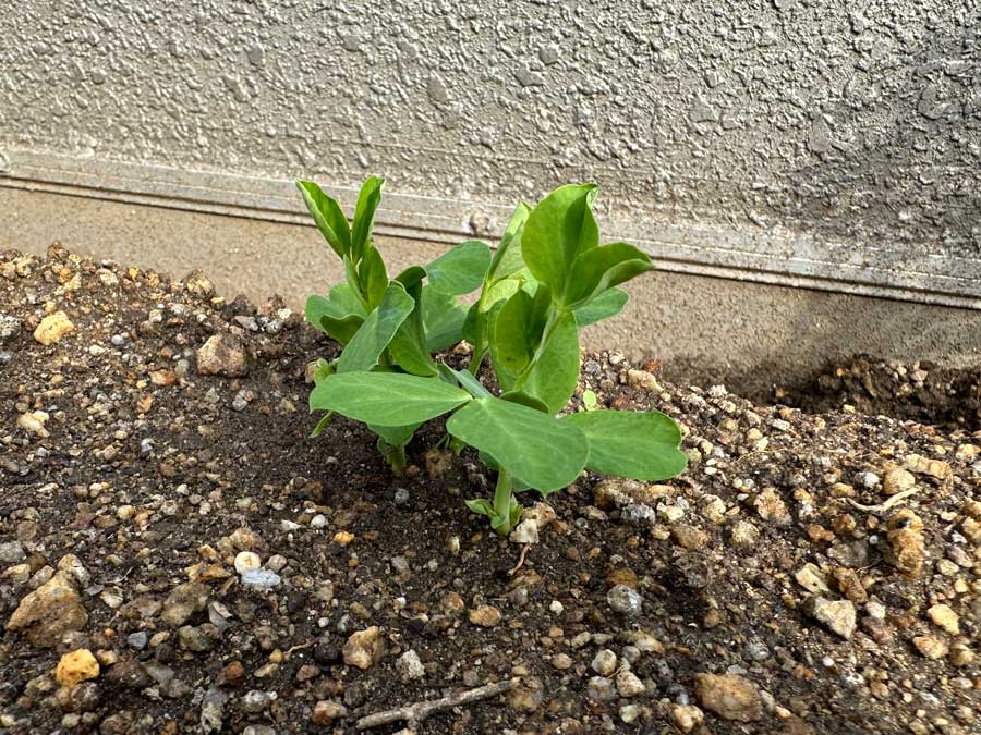 スナップエンドウが芽を出した