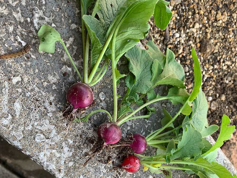 収穫♪ラディッシュちゃん