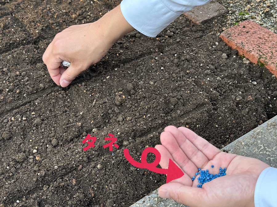 ほうれん草の種まき