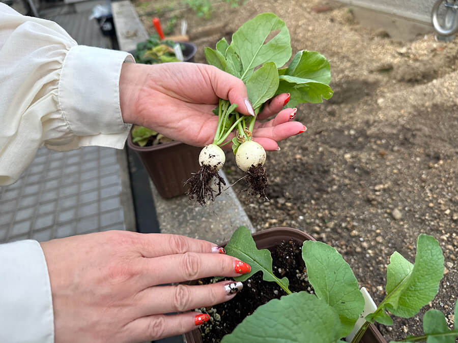 ラディッシュ収穫