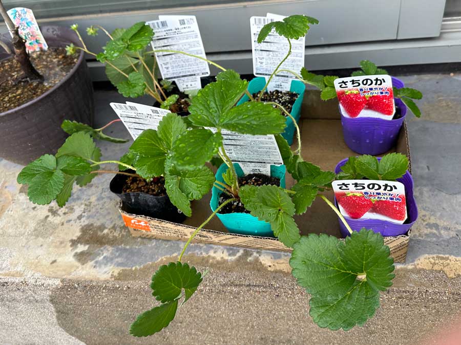 今年もいちごは、はずせません