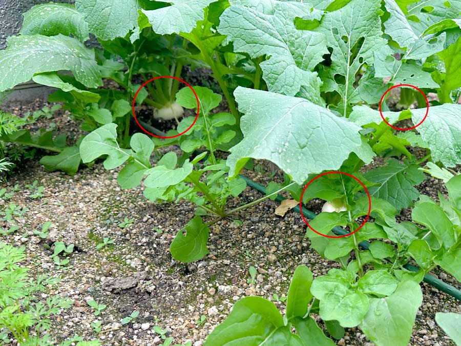 カブが頭をのぞかせだしました