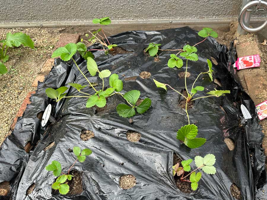 いちごも植え付け完了です