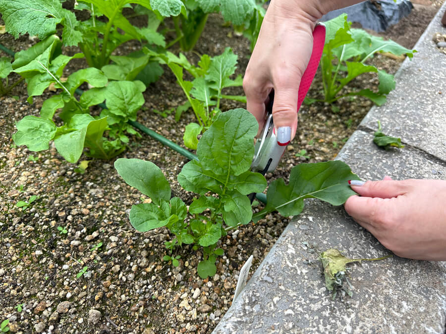 ルッコラの収穫