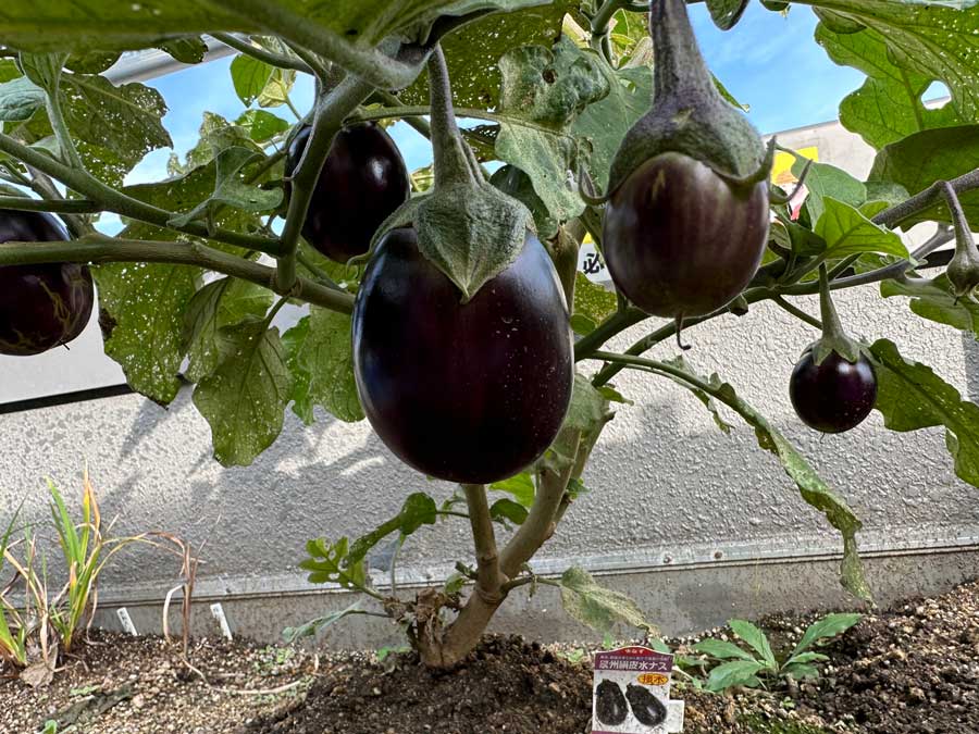 頑張れ、秋なす