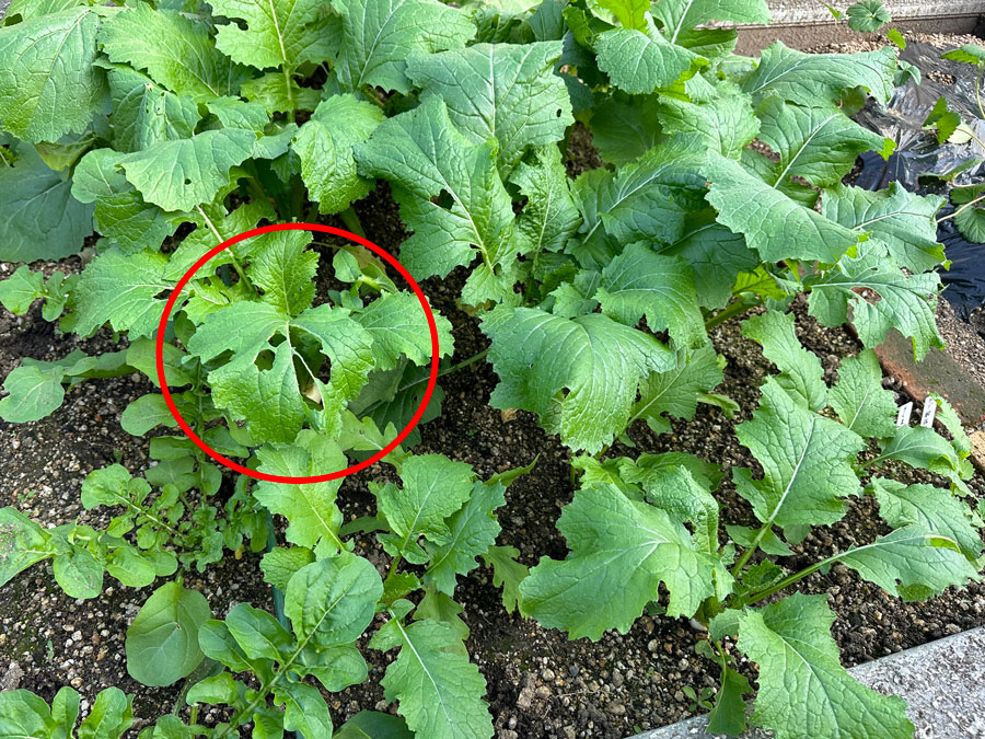 カブ畑を真上から見ると・・・