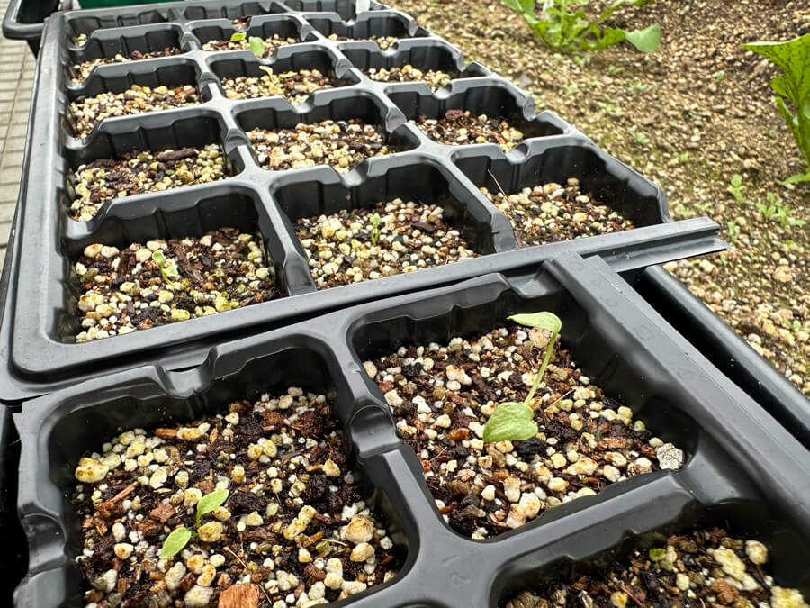 急に寒くなってきましたねぇ～