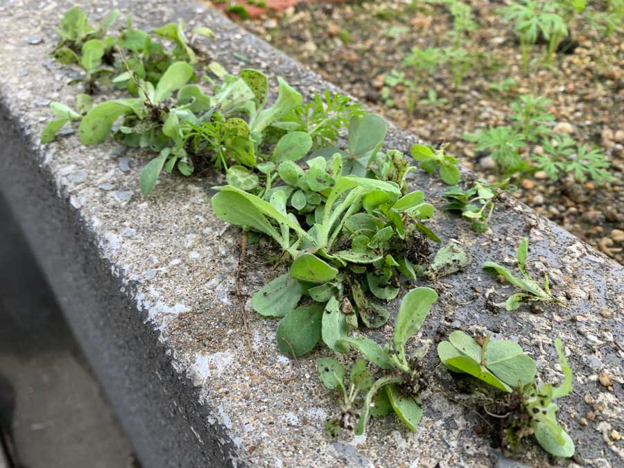 雨上がりの朝に