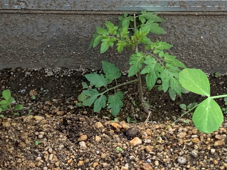 あれれ？こんなとこから・・・