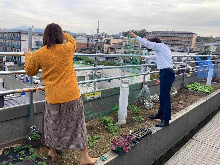 スナップエンドウ用に