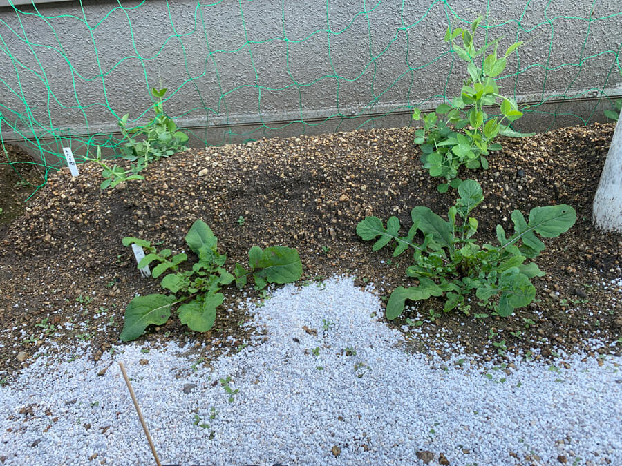 窓越しに菜園を見ると・・・