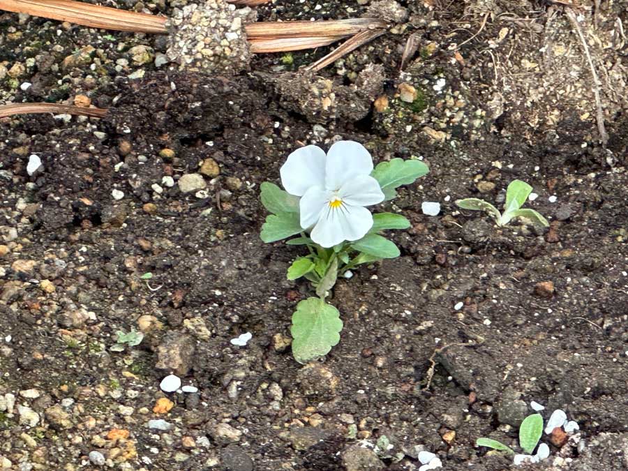 またしても、こんな所から・・・