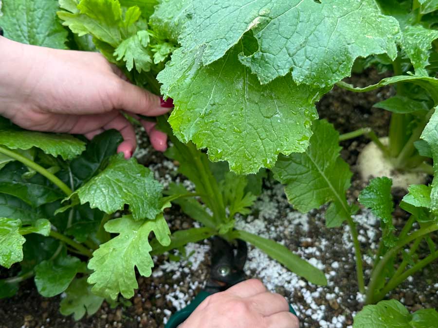 春菊、初収穫！