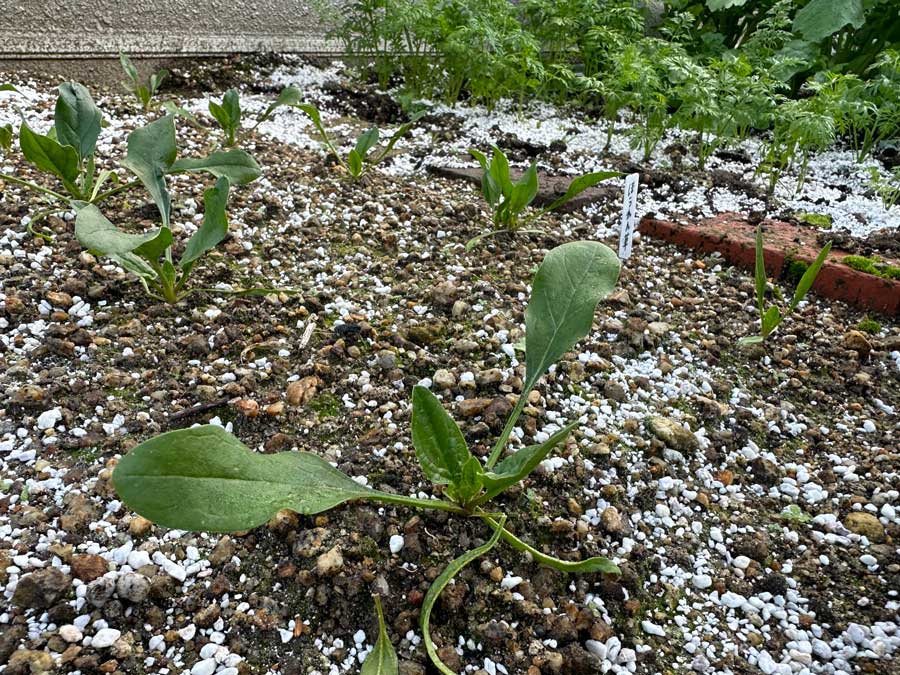 ほうれん草未成長日記