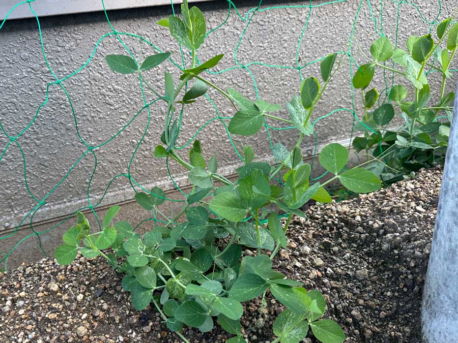 スナップエンドウ成長日記