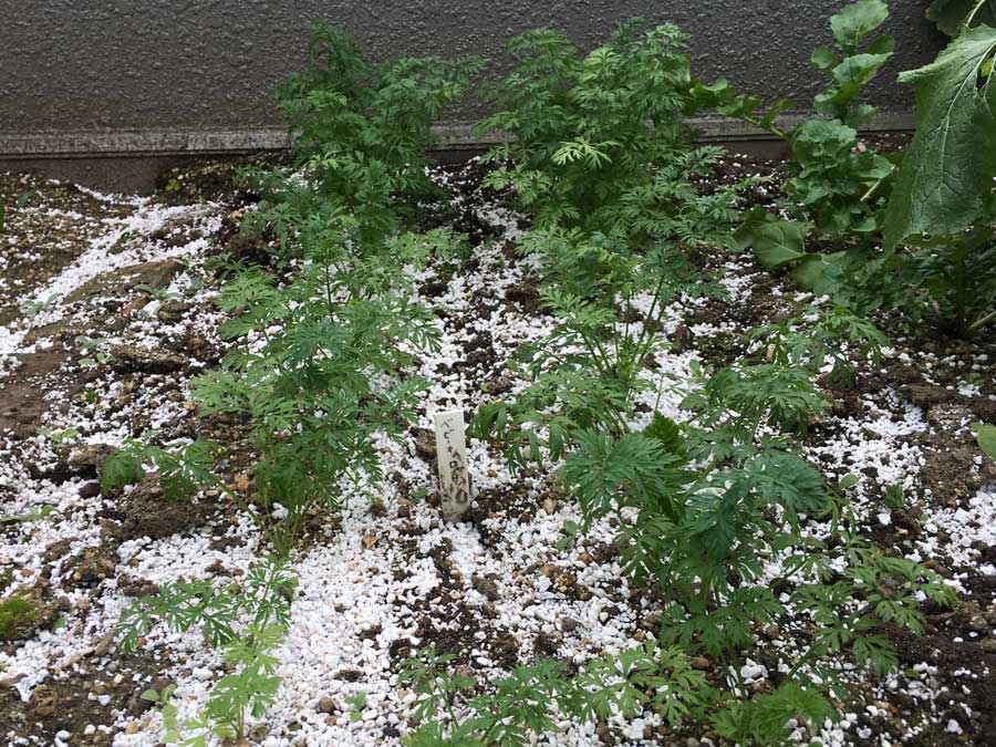 ベビーキャロット成長日記