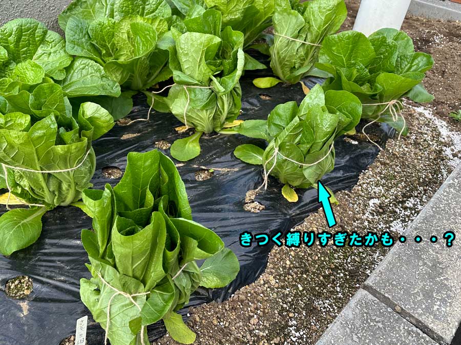 ハクサイ冬支度