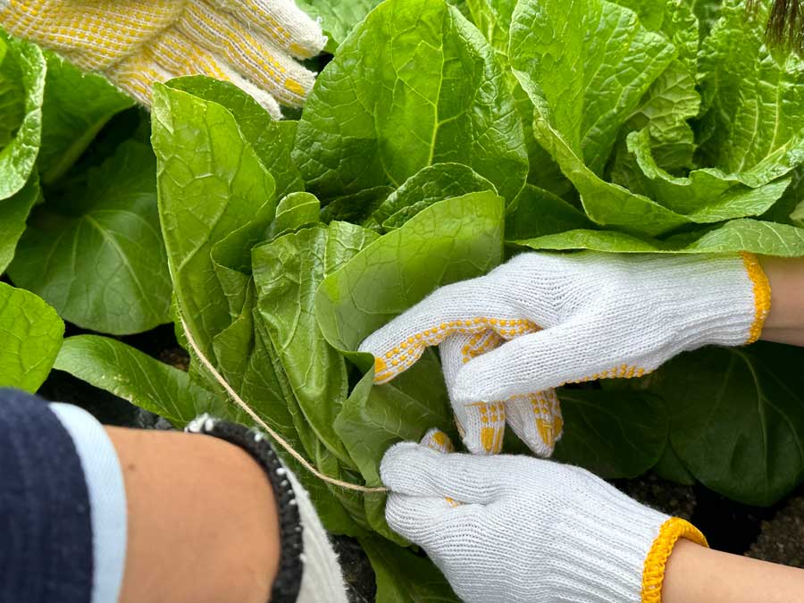 ハクサイ冬支度